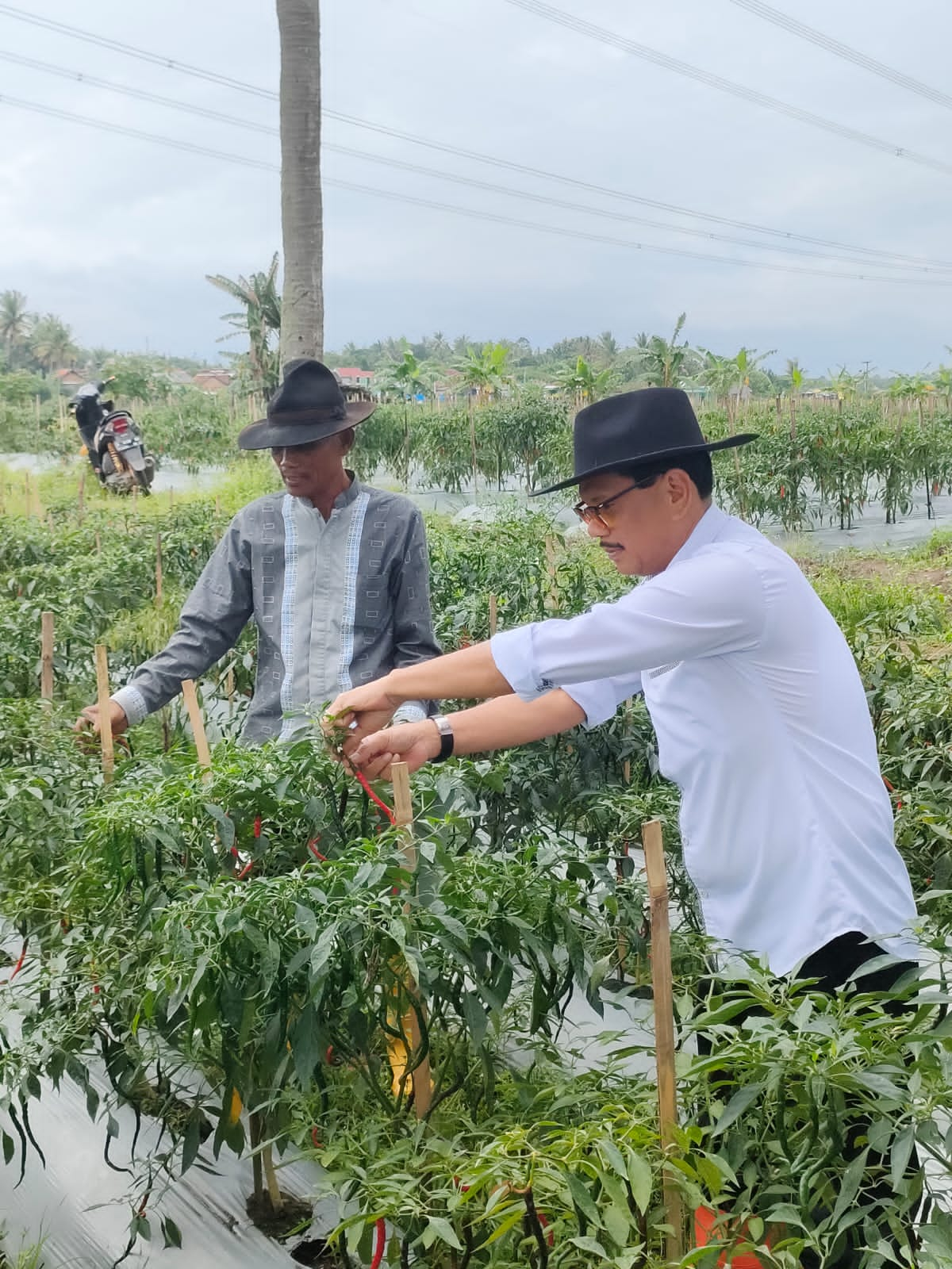 Panen Raya Cabai Sebagai Upaya Penurunan Inflasi di Kota Serang