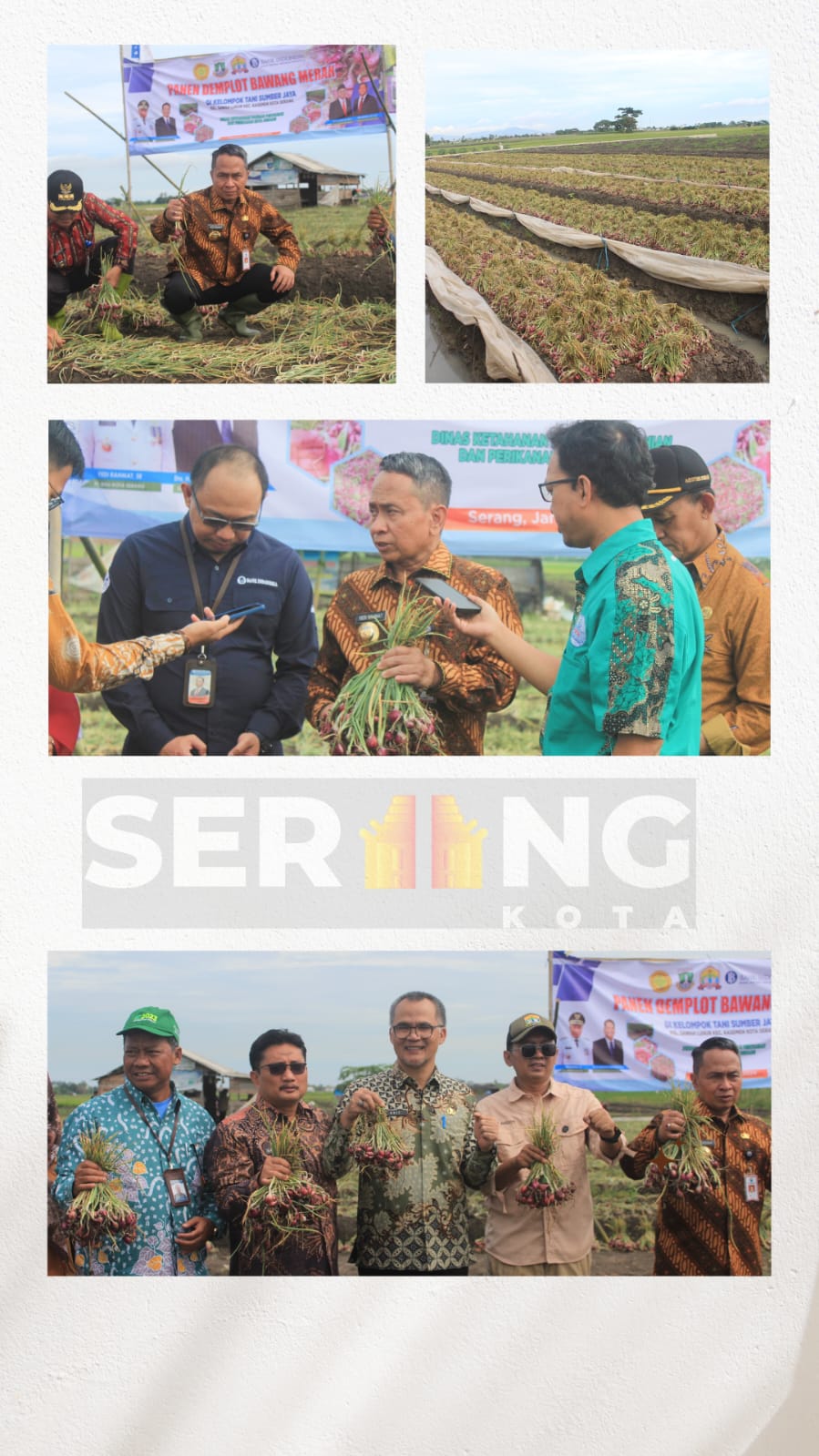 Pemkot Serang Berkolaborasi Dengan BI Provinsi Banten Dalam Swadaya Pangan, Pj Walikota Serang: Alhamdulillah Hasil Panen Bawang 7 ton dari Lahan 7 hektare