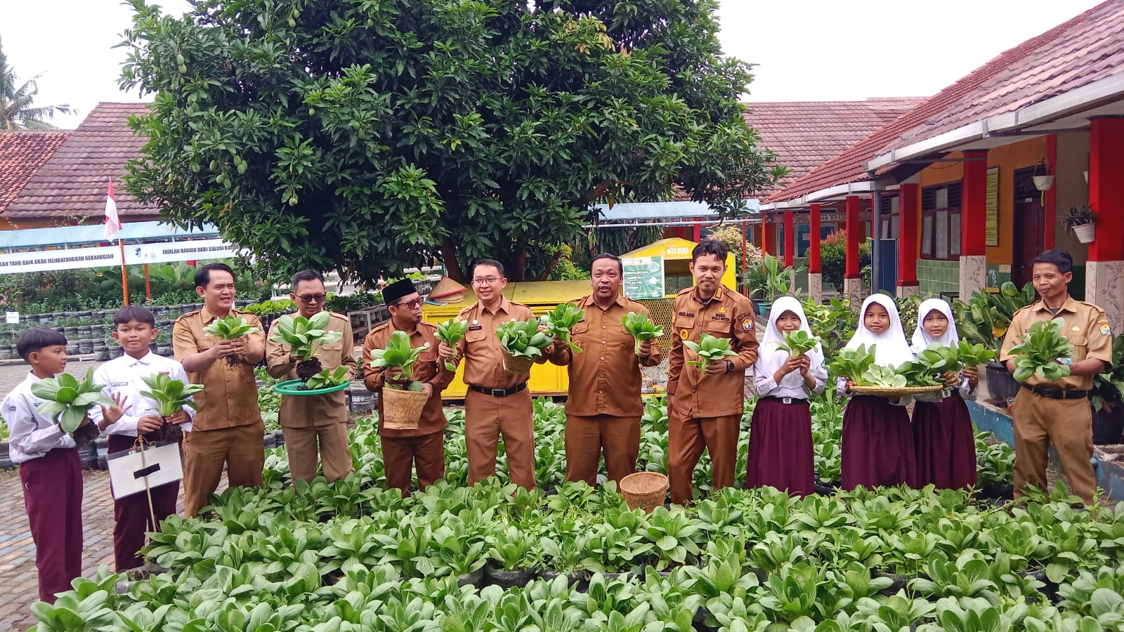 Panen Pokcoy Bersama di Sekolah, 100 Ribu Siswa Serang Bergerak Wujudkan Kota Serang Hijau.